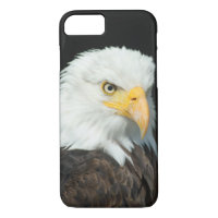 Majestic Bald Eagle Portrait