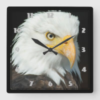 Majestic Bald Eagle Portrait