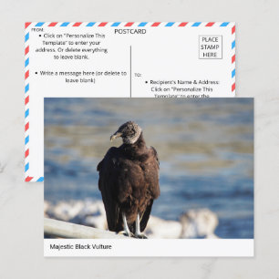 Majestic Black Vulture Postcard