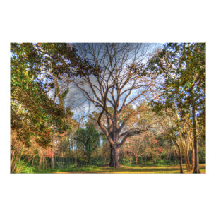 Majestic Black Walnut Tree Photo Print