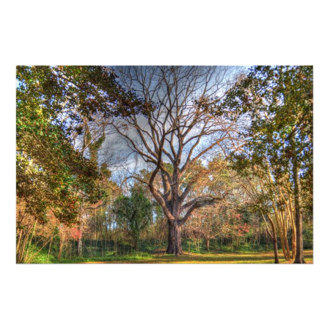 Majestic Black Walnut Tree Photo Print (Front)
