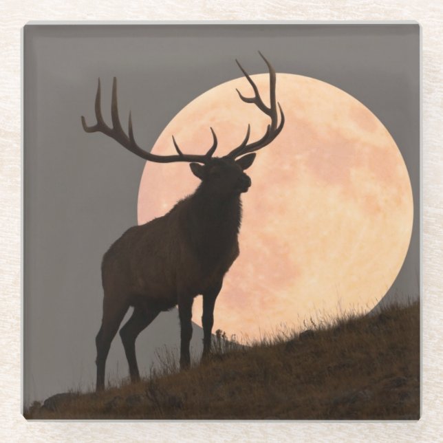 Majestic Bull Elk and Full Moon Rise Glass Coaster (Front)