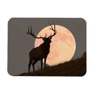 Majestic Bull Elk and Full Moon Rise Magnet