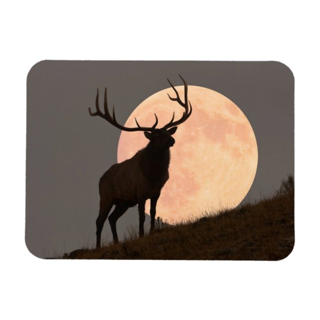 Majestic Bull Elk and Full Moon Rise Magnet (Horizontal)