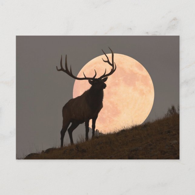 Majestic Bull Elk and Full Moon Rise Postcard (Front)