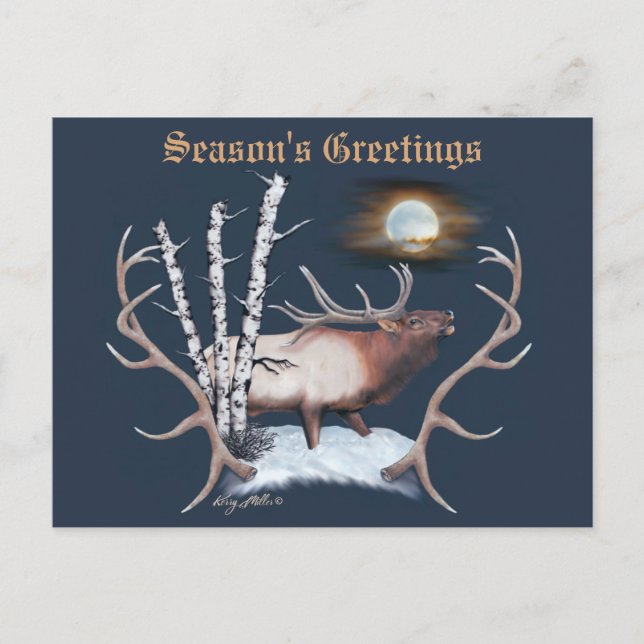 Majestic Bull Elk Postcard (Front)