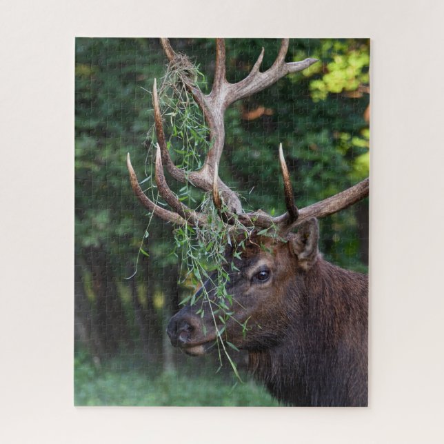 Majestic Bull Elk Showing Off For The Cows Jigsaw Puzzle (Vertical)