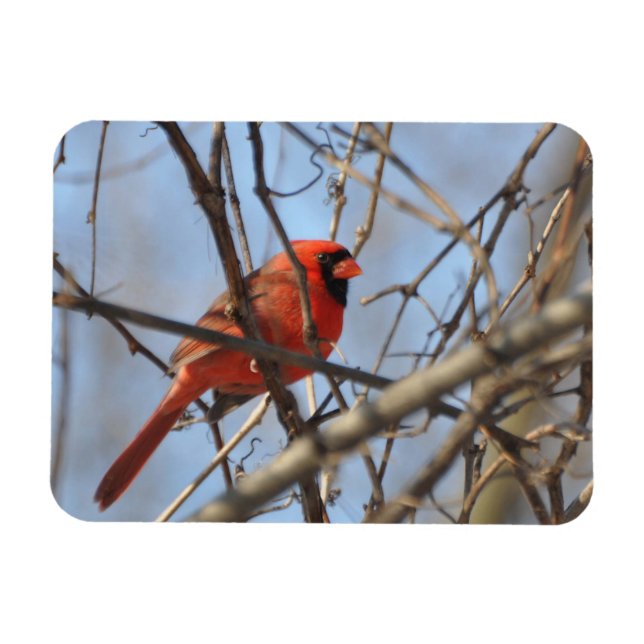 Majestic Cardinal Magnet (Horizontal)