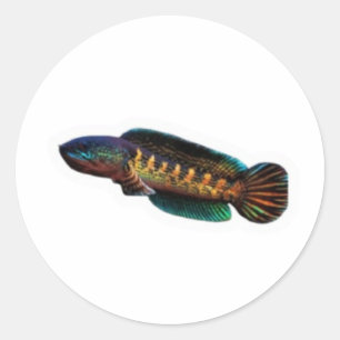 ​Majestic Channa Maru Decal - Rare Freshwater Pred Classic Round Sticker