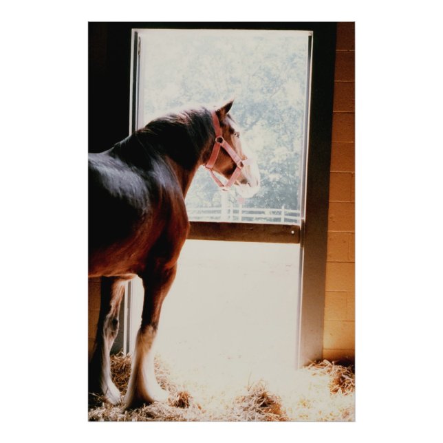 Majestic Clydesdale Photo Print (Front)