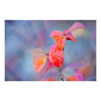 Majestic Cotoneaster Leaves