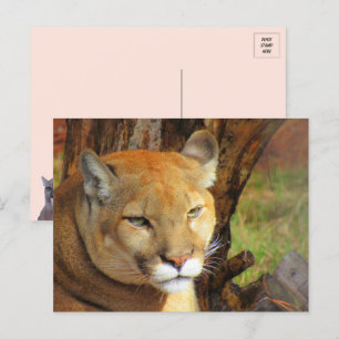 Majestic Cougar Postcard