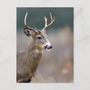 Majestic Deer Stag Wildlife Postcard