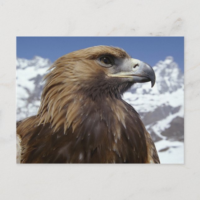 Majestic Eagle Postcard (Front)