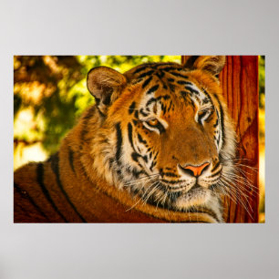 Majestic Face  Poster