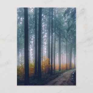 Majestic Forest Path Postcard