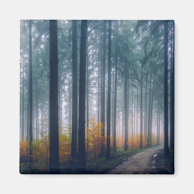 Majestic Forest Tree Lined Path Magnet (Front)