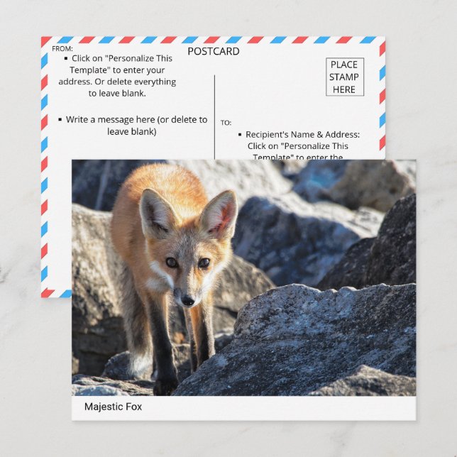 Majestic Fox  Postcard (Front/Back)