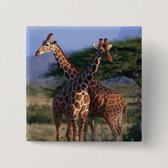 Majestic Giraffes 15 Cm Square Badge (Front)