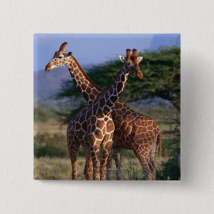 Majestic Giraffes 15 Cm Square Badge