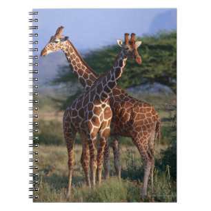 Majestic Giraffes Notebook