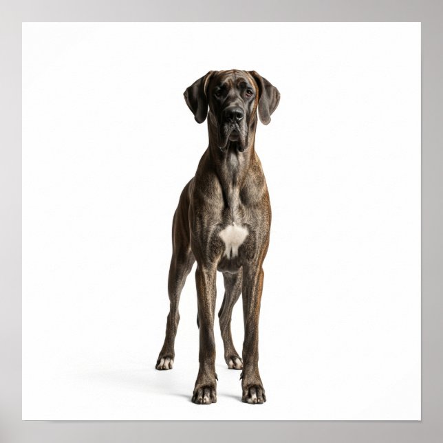 Majestic Great Dane Poster (Front)