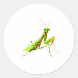 Majestic Green Praying Mantis Sticker - Hunter of
