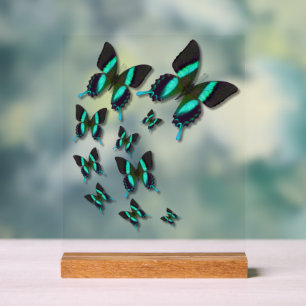 Majestic Green Swallowtail Butterfly Acrylic Sign