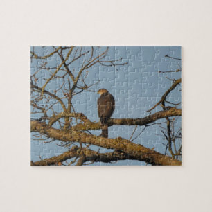 Majestic Hawk Jigsaw Puzzle