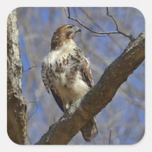 Majestic Hawk Square Sticker
