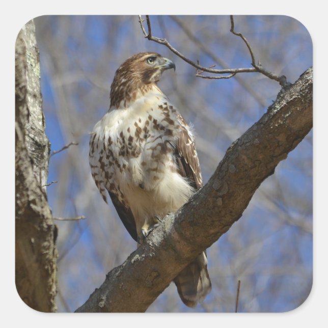 Majestic Hawk Square Sticker (Front)