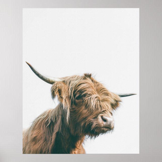 Majestic Highland cow portrait Poster (Front)