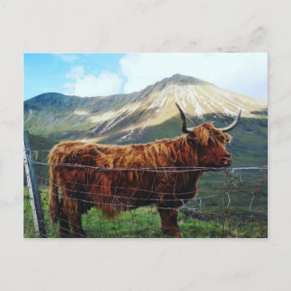 Majestic Highland Cow Post Card