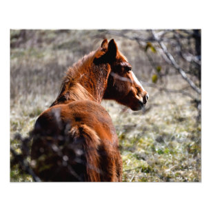 Majestic horse at farm Georgia, USA Photo Print