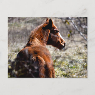 Majestic horse at farm Georgia, USA Postcard