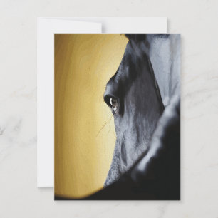 Majestic Horse Eye Close-Up Art Postcard