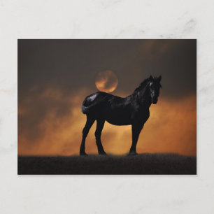 Majestic horse postcard