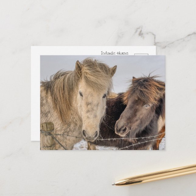 Majestic Icelandic Horses in Winter Postcard (Front/Back In Situ)