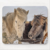 Majestic Icelandic Horses