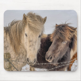 Majestic Icelandic Horses Mouse Pad