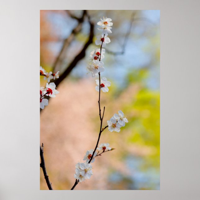 Majestic Japanese Apricot Flowers Poster (Front)