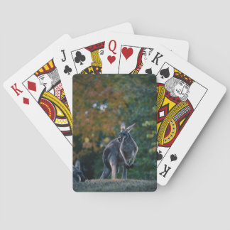 Majestic Kangaroo Playing Cards