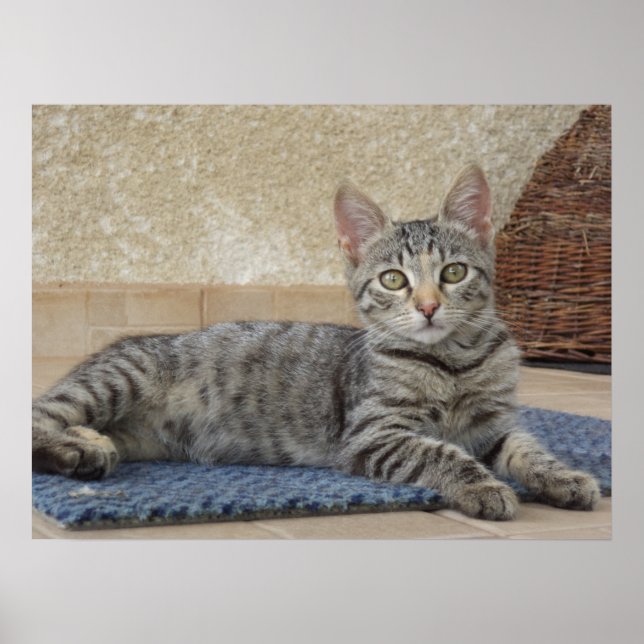 Majestic Kitten Poster (Front)