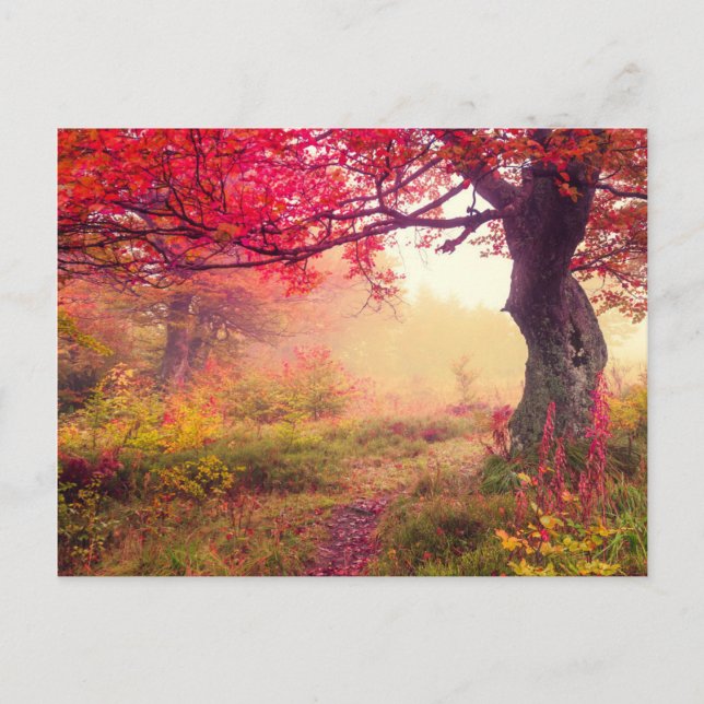 Majestic Landscape With Autumn Trees In Forest Postcard (Front)