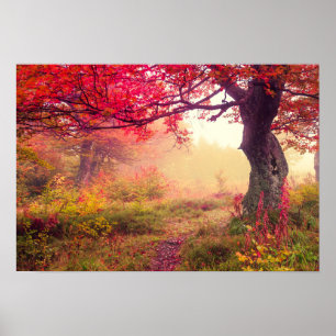Majestic Landscape With Autumn Trees In Forest Poster