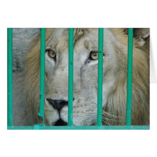 Majestic Lion (Front Horizontal)