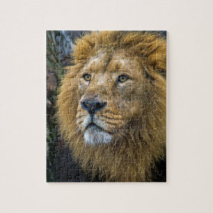Majestic lion jigsaw puzzle