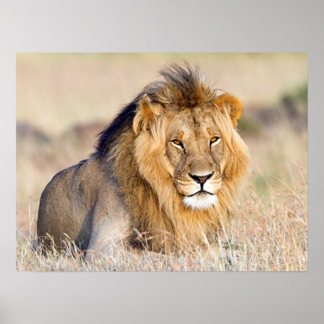 Majestic lion photo poster (Front)