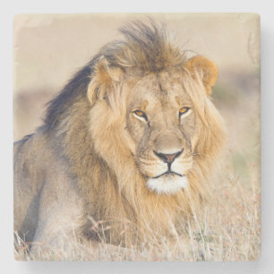 Majestic lion photo stone coaster