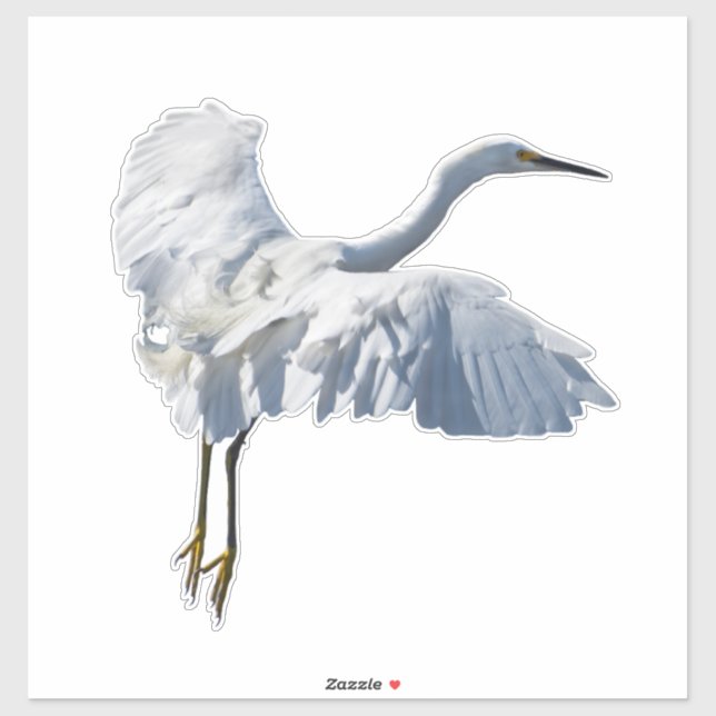 Majestic looking snowy egret  (Sheet)
